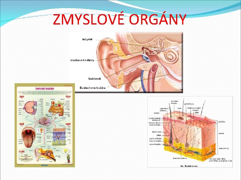ZMYSLOVÉ ORGÁNY 