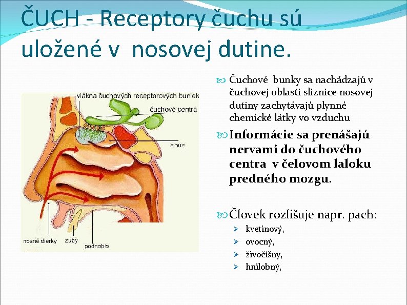 ČUCH - Receptory čuchu sú uložené v nosovej dutine. Čuchové bunky sa nachádzajú v