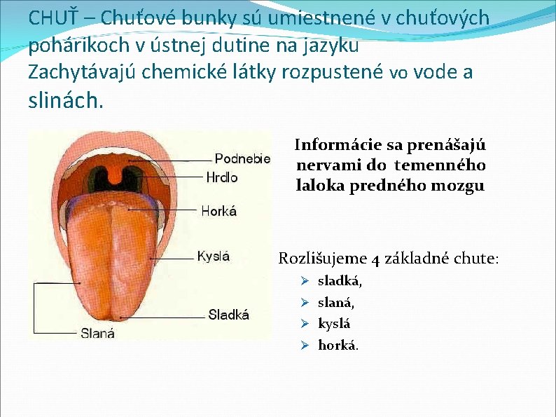 CHUŤ – Chuťové bunky sú umiestnené v chuťových pohárikoch v ústnej dutine na jazyku