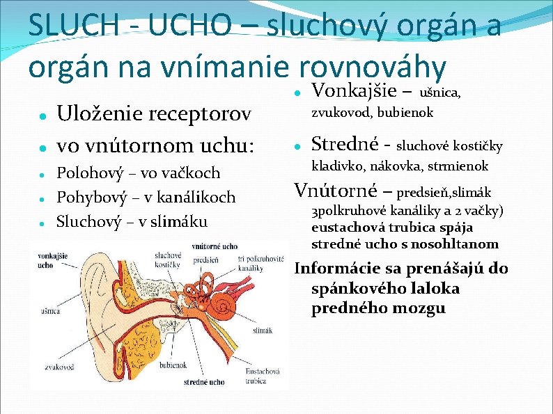 SLUCH - UCHO – sluchový orgán a orgán na vnímanie rovnováhy Uloženie receptorov vo