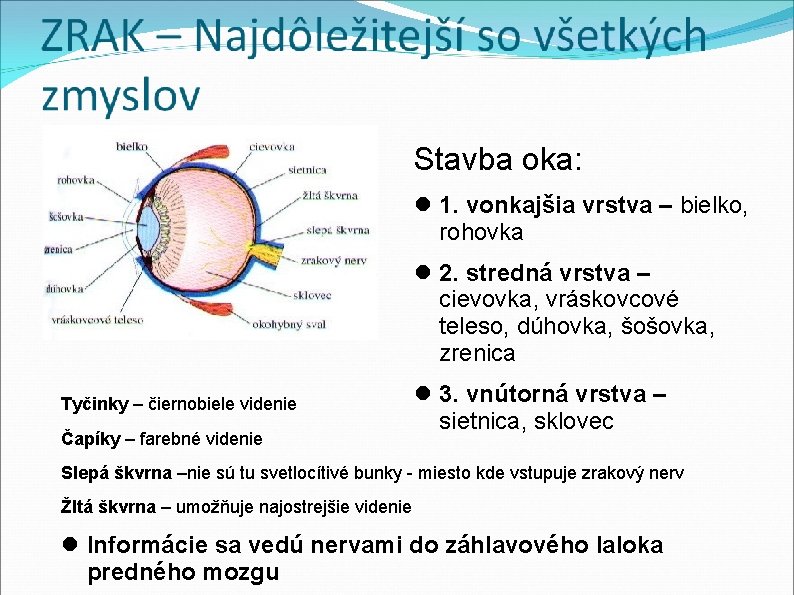 Stavba oka: 1. vonkajšia vrstva – bielko, rohovka 2. stredná vrstva – cievovka, vráskovcové