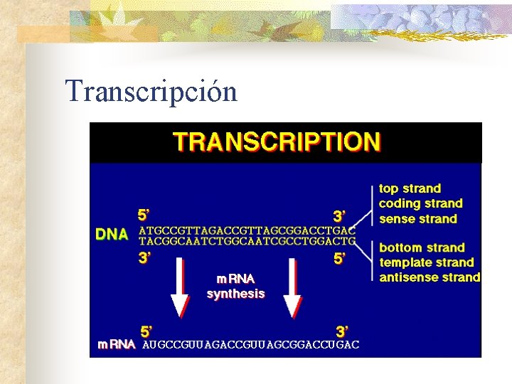 Transcripción 