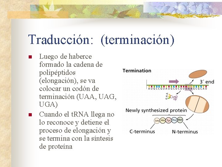 Traducción: (terminación) n n Luego de haberce formado la cadena de polipéptidos (elongación), se