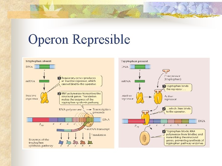 Operon Represible 