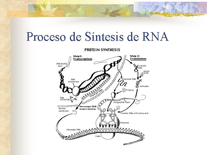 Proceso de Síntesis de RNA 