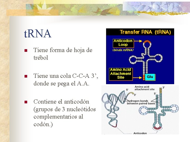 t. RNA n Tiene forma de hoja de trébol n Tiene una cola C-C-A