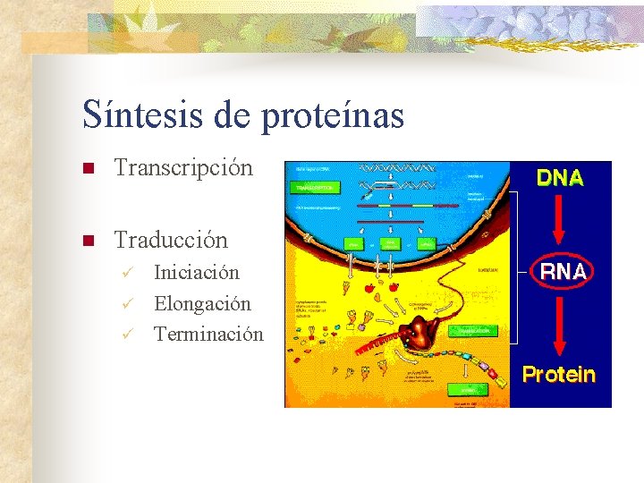 Síntesis de proteínas n Transcripción n Traducción ü ü ü Iniciación Elongación Terminación 