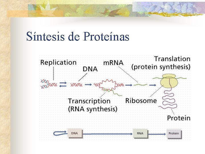 Síntesis de Proteínas 