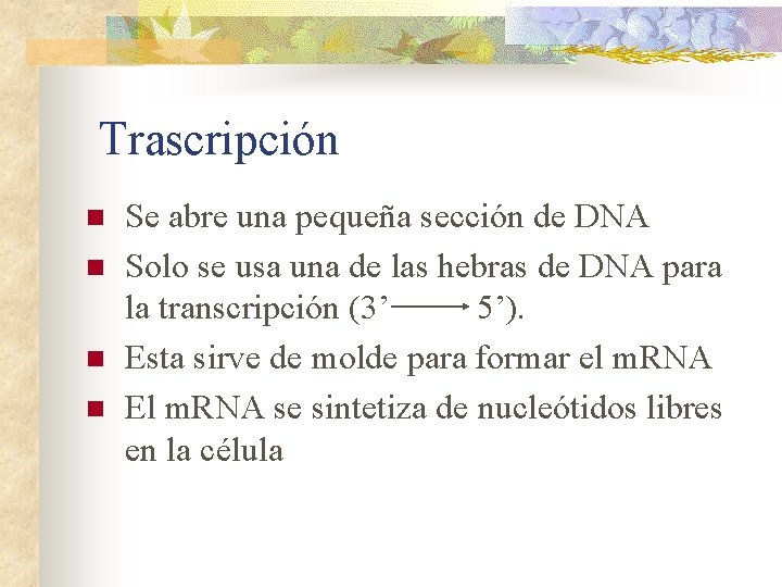 Trascripción n n Se abre una pequeña sección de DNA Solo se usa una