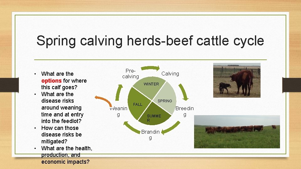 Spring calving herds-beef cattle cycle • What are the options for where this calf