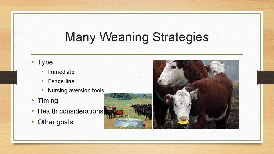 Many Weaning Strategies • Type • Immediate • Fence-line • Nursing aversion tools • Many Weaning Strategies • Type • Immediate • Fence-line • Nursing aversion tools •