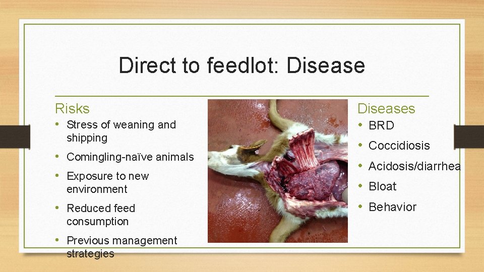 Direct to feedlot: Disease Risks • Stress of weaning and shipping • Comingling-naïve animals