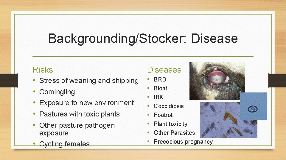 Backgrounding/Stocker: Disease Risks • Stress of weaning and shipping • Comingling • Exposure to