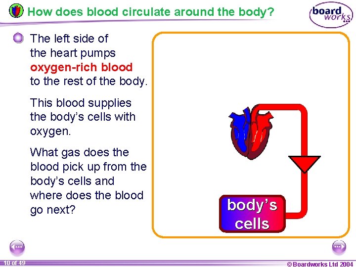 How does blood circulate around the body? The left side of the heart pumps