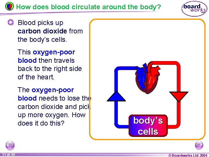 How does blood circulate around the body? Blood picks up carbon dioxide from the