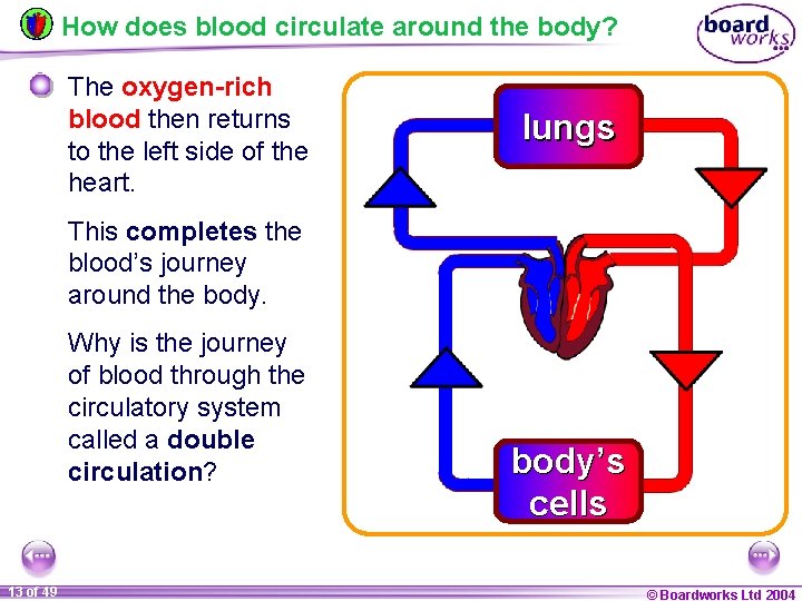 How does blood circulate around the body? The oxygen-rich blood then returns to the