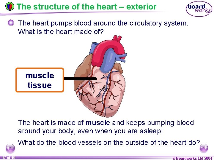 The structure of the heart – exterior The heart pumps blood around the circulatory