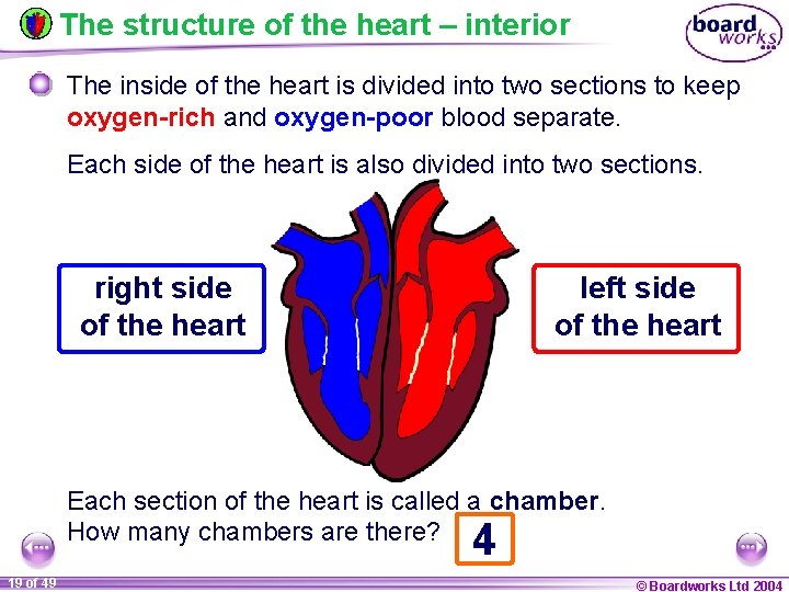 The structure of the heart – interior The inside of the heart is divided