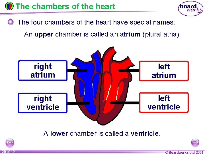 The chambers of the heart The four chambers of the heart have special names: