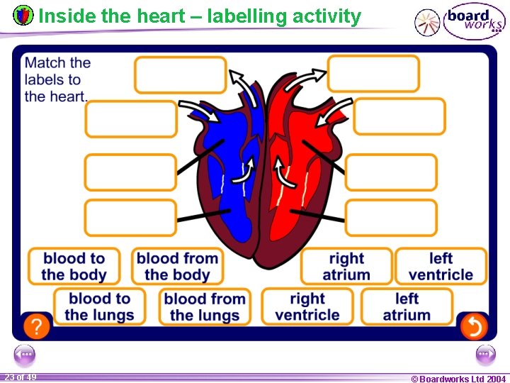 Inside the heart – labelling activity 23 of 49 © Boardworks Ltd 2004 