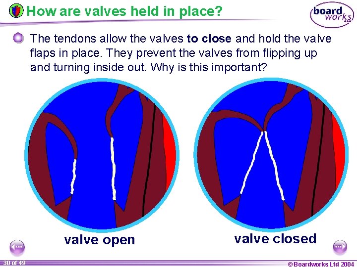 How are valves held in place? The tendons allow the valves to close and