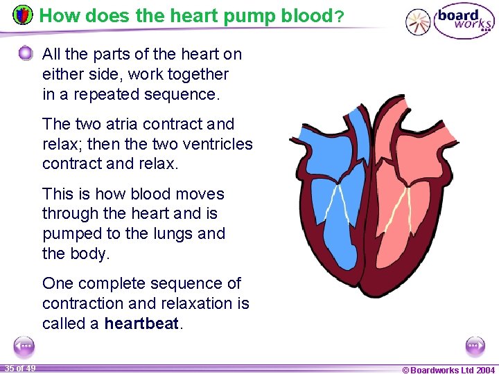 How does the heart pump blood? All the parts of the heart on either