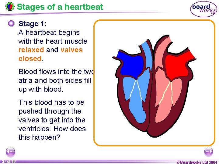 Stages of a heartbeat Stage 1: A heartbeat begins with the heart muscle relaxed