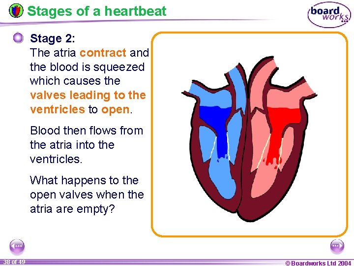 Stages of a heartbeat Stage 2: The atria contract and the blood is squeezed
