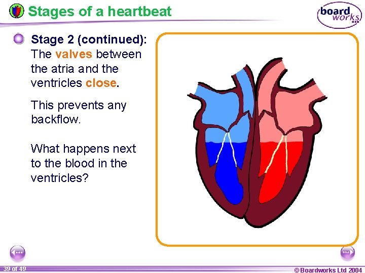 Stages of a heartbeat Stage 2 (continued): The valves between the atria and the
