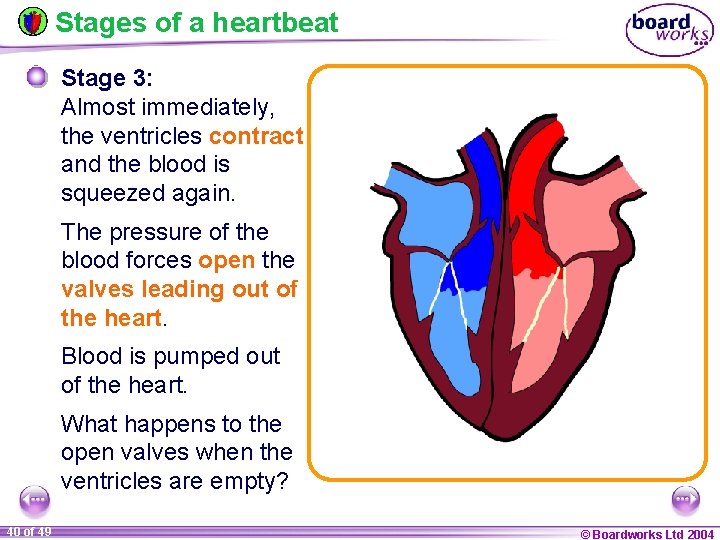 Stages of a heartbeat Stage 3: Almost immediately, the ventricles contract and the blood