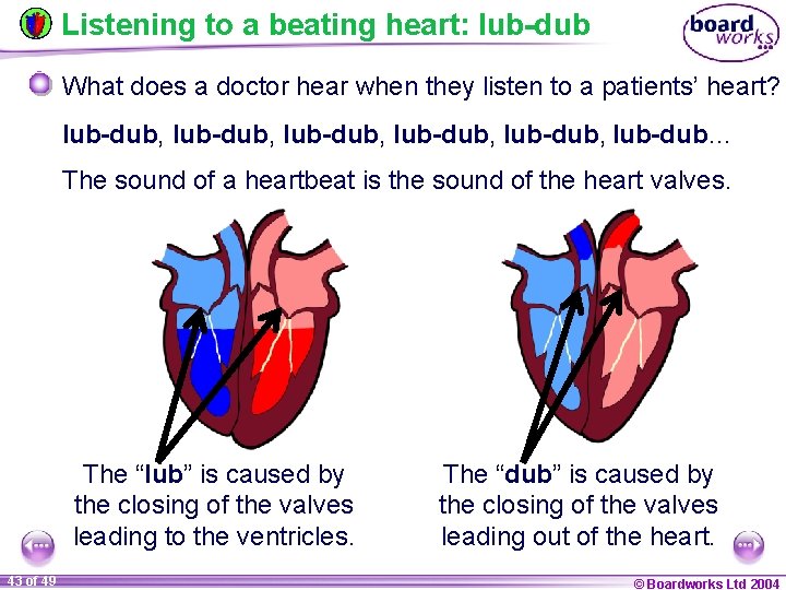 Listening to a beating heart: lub-dub What does a doctor hear when they listen