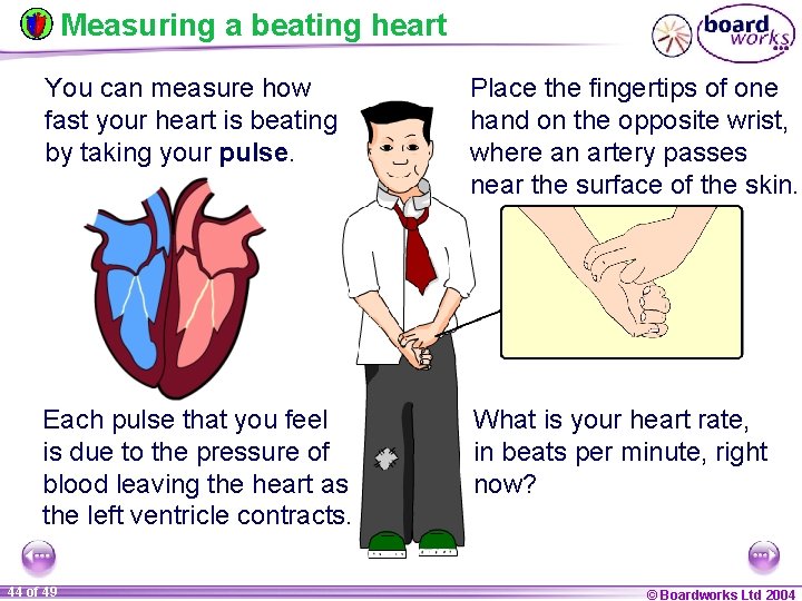 Measuring a beating heart You can measure how fast your heart is beating by