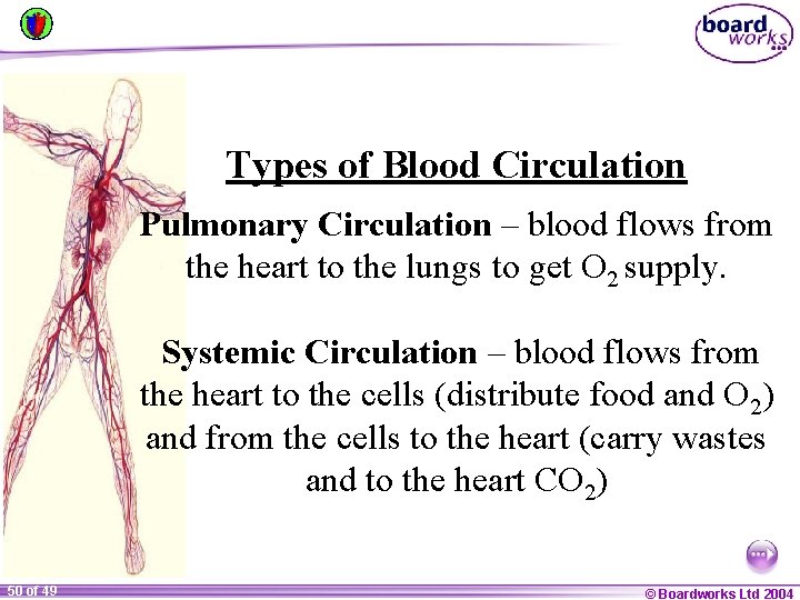 Types of Blood Circulation Pulmonary Circulation – blood flows from the heart to the