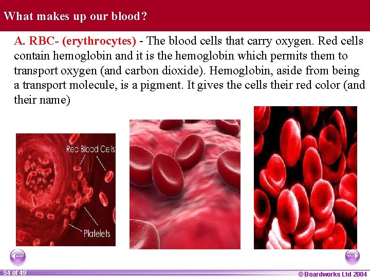 What makes up our blood? A. RBC- (erythrocytes) - The blood cells that carry