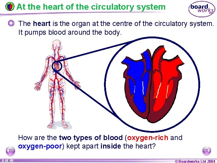 At the heart of the circulatory system The heart is the organ at the
