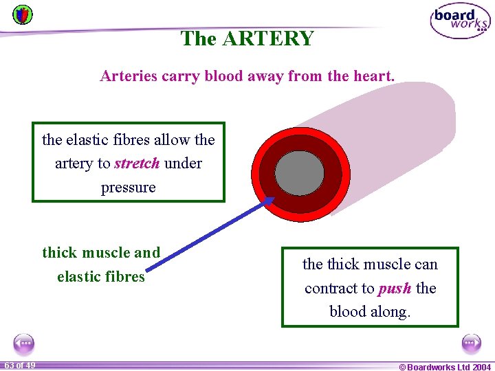 The ARTERY Arteries carry blood away from the heart. the elastic fibres allow the
