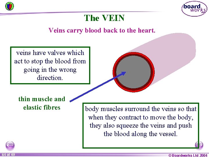 The VEIN Veins carry blood back to the heart. veins have valves which act
