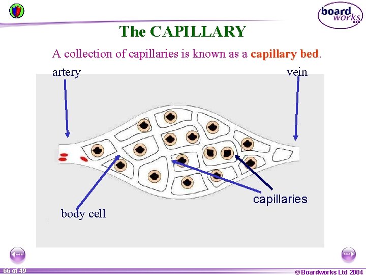 The CAPILLARY A collection of capillaries is known as a capillary bed artery vein