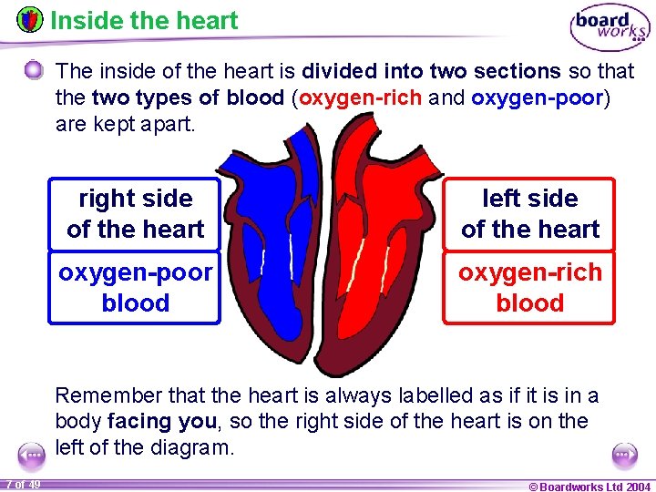 Inside the heart The inside of the heart is divided into two sections so