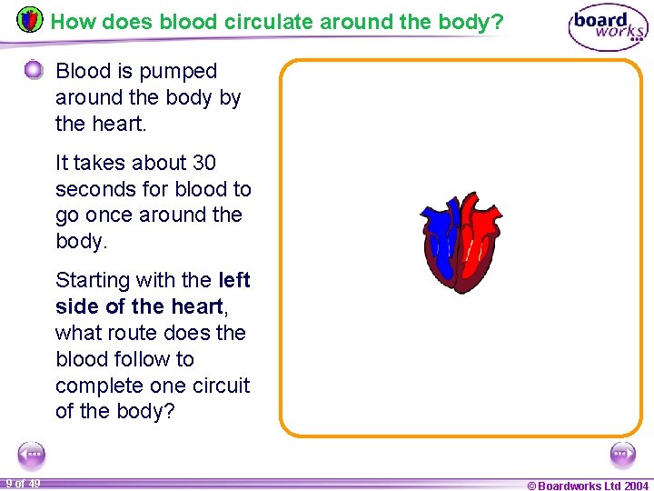 How does blood circulate around the body? Blood is pumped around the body by
