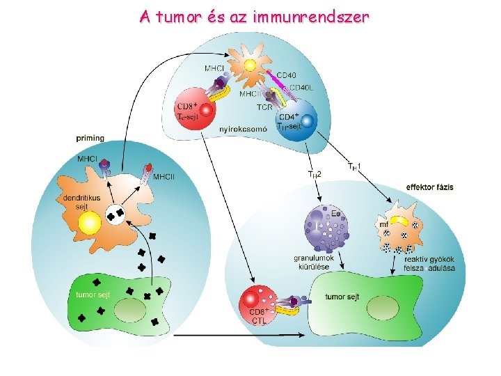 A tumor és az immunrendszer 