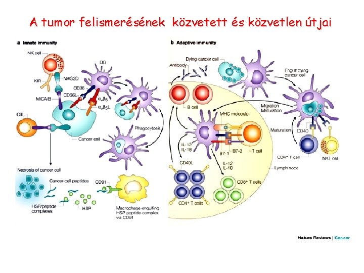 A tumor felismerésének közvetett és közvetlen útjai 