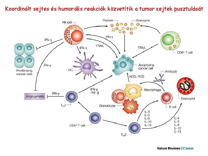 Koordinált sejtes és humorális reakciók közvetítik a tumor sejtek pusztulását 