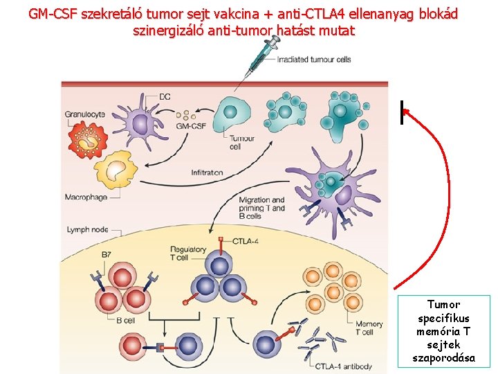 GM-CSF szekretáló tumor sejt vakcina + anti-CTLA 4 ellenanyag blokád szinergizáló anti-tumor hatást mutat