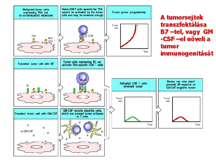 A tumorsejtek transzfektálása B 7 –tel, vagy GM -CSF –el növeli a tumor immunogenitását