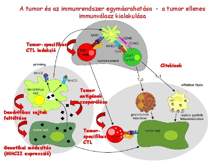A tumor és az immunrendszer egymásrahatása - a tumor ellenes immunválasz kialakulása Tumor-specifikus CTL