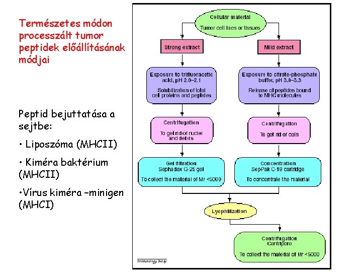 Természetes módon processzált tumor peptidek előállításának módjai Peptid bejuttatása a sejtbe: • Liposzóma (MHCII) Természetes módon processzált tumor peptidek előállításának módjai Peptid bejuttatása a sejtbe: • Liposzóma (MHCII)