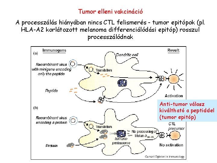 Tumor elleni vakcináció A processzálás hiányában nincs CTL felismerés - tumor epitópok (pl. HLA-A