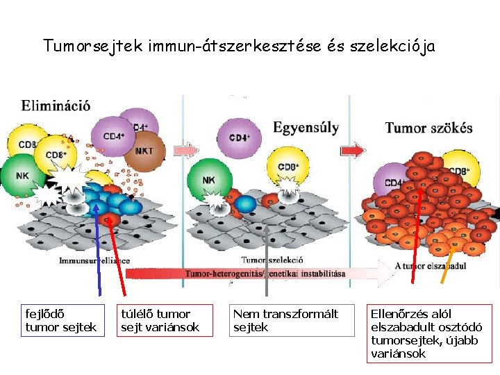 Tumorsejtek immun-átszerkesztése és szelekciója fejlődő tumor sejtek túlélő tumor sejt variánsok Nem transzformált sejtek Tumorsejtek immun-átszerkesztése és szelekciója fejlődő tumor sejtek túlélő tumor sejt variánsok Nem transzformált sejtek