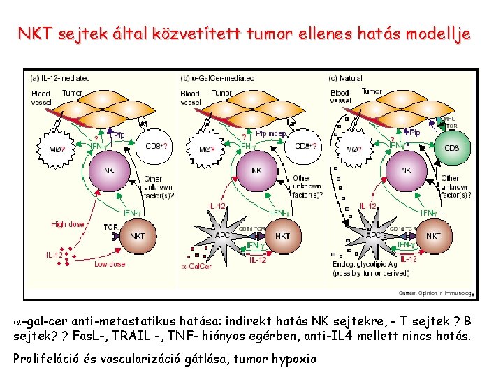 NKT sejtek által közvetített tumor ellenes hatás modellje a-gal-cer anti-metastatikus hatása: indirekt hatás NK NKT sejtek által közvetített tumor ellenes hatás modellje a-gal-cer anti-metastatikus hatása: indirekt hatás NK